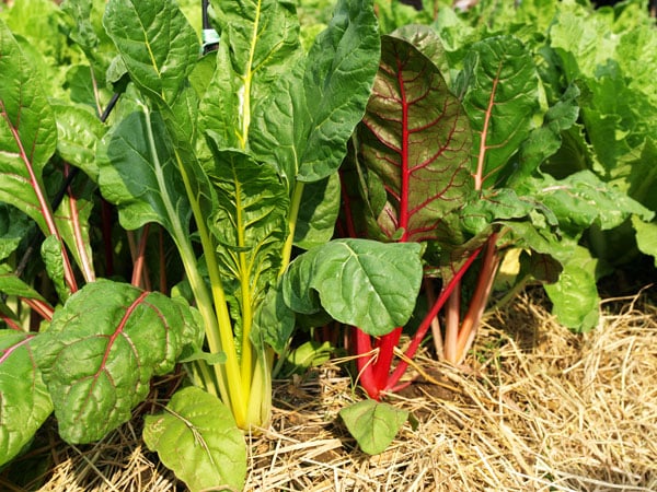 red and yellow swiss chard growing in garden with straw mulch