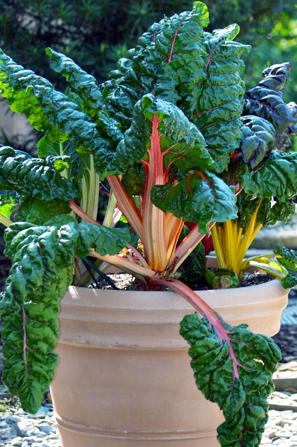 Growing Chard in Containers | Brown Thumb Mama®