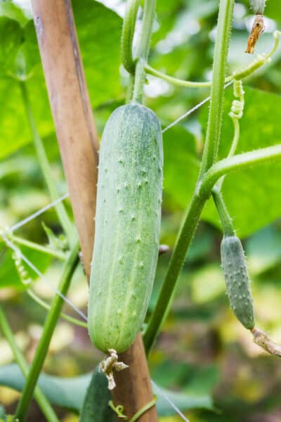 small cucumber growing on a trellis