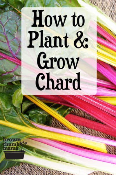 colorful rainbow chard