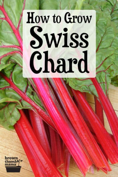 swiss chard on table