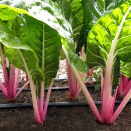 rows of peppermint stick chard growing in garden with drip lines between