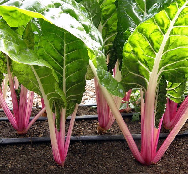 peppermint chard growing in garden