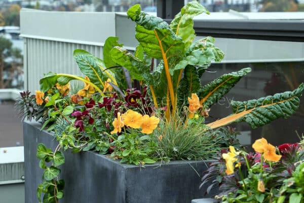 Yellow Chard, Festuca glauca, Orange and Maroon pansies, Vinca, Cordyline Renegade, Euphorbia ‘Ruby Glow’ in a modern planter