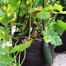 cucumbers growing in a fabric pot