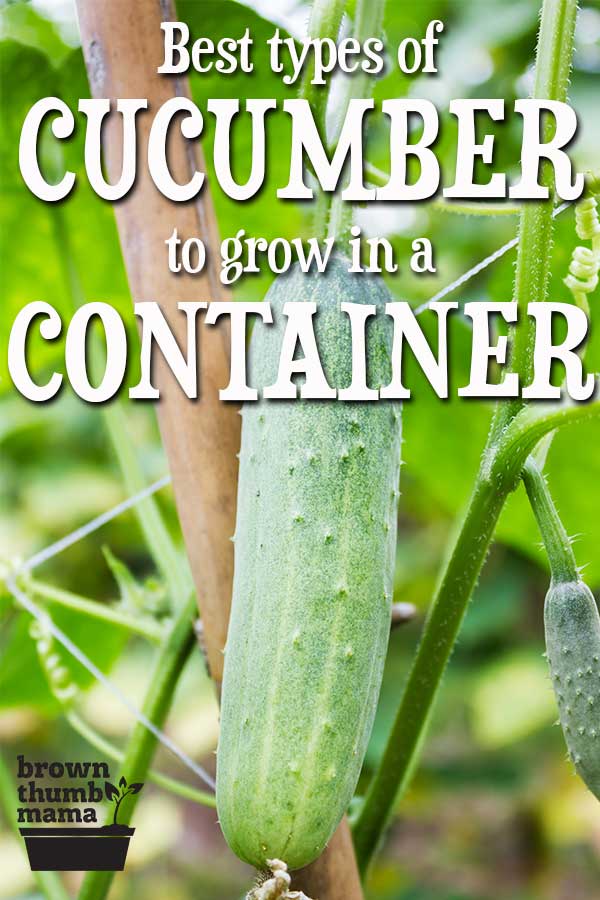 Best Types of Cucumber to Grow in Containers Brown Thumb Mama®