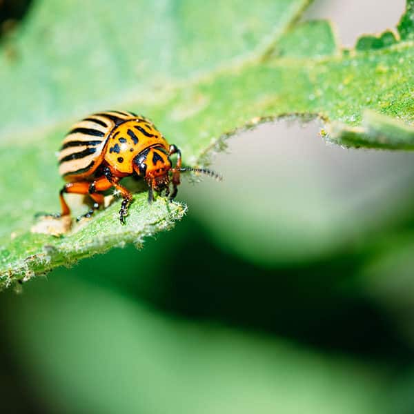 potato beetle eating leaf