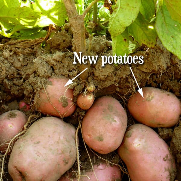 red potatoes of different sizes growing underground 