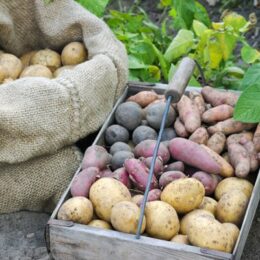 russet potatoes in a burlap sack and colorful potatoes in a wood basket