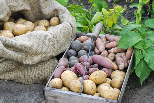 potatoes in burlap sack and wooden basket