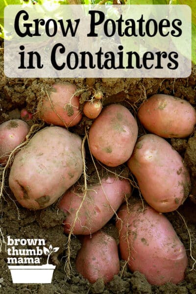 red potatoes growing underground cutaway soil