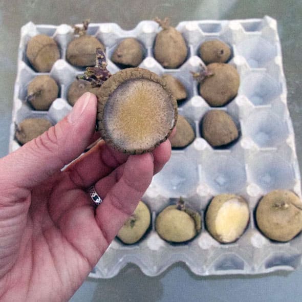 cut seed potatoes sitting in egg carton