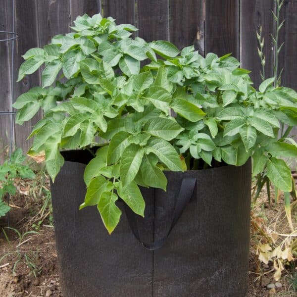 potato in fabric pot