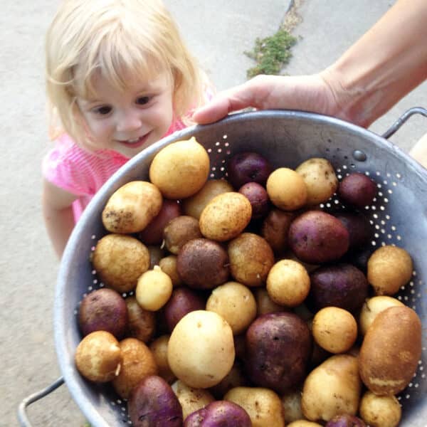 colander full of potatoes with little girl smiling