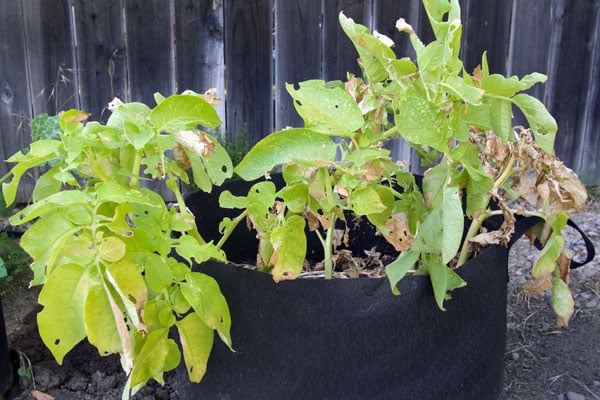 potato ready to harvest