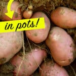 red potatoes growing underground