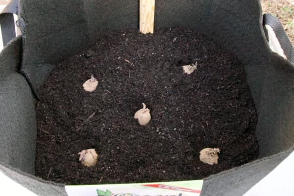 seed potatoes nestled into soil