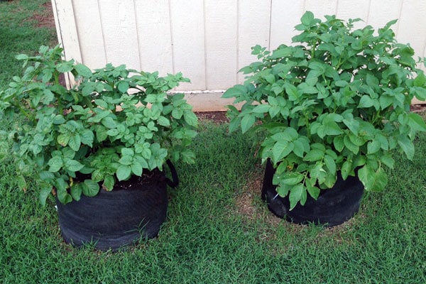 potato plants growing in smart pots