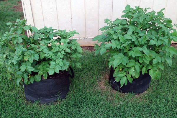 How to Grow Potatoes in Containers