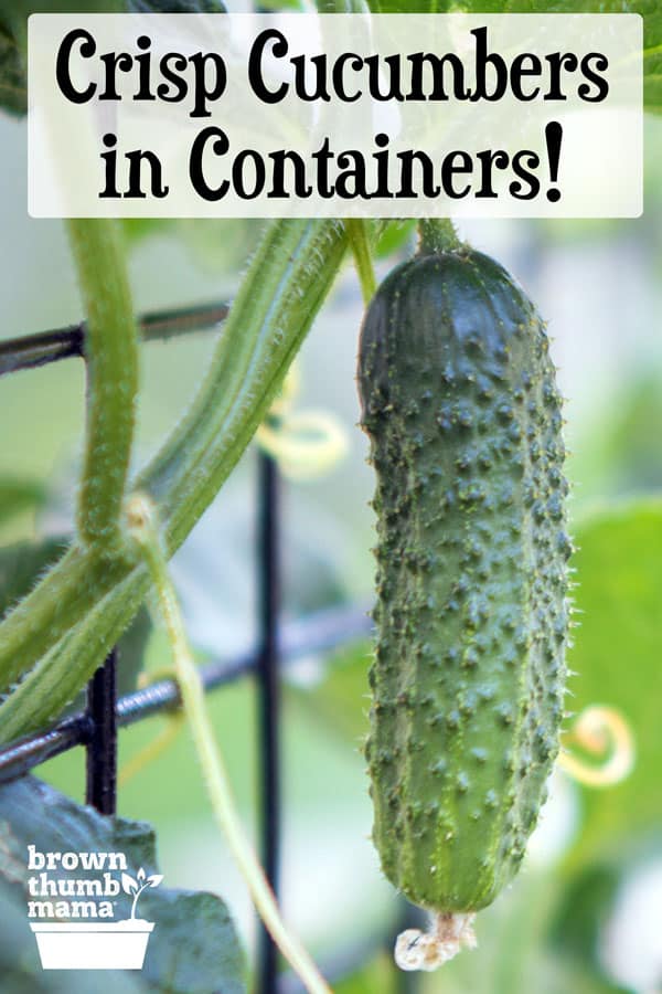 How to Grow Cucumbers in Containers Brown Thumb Mama®