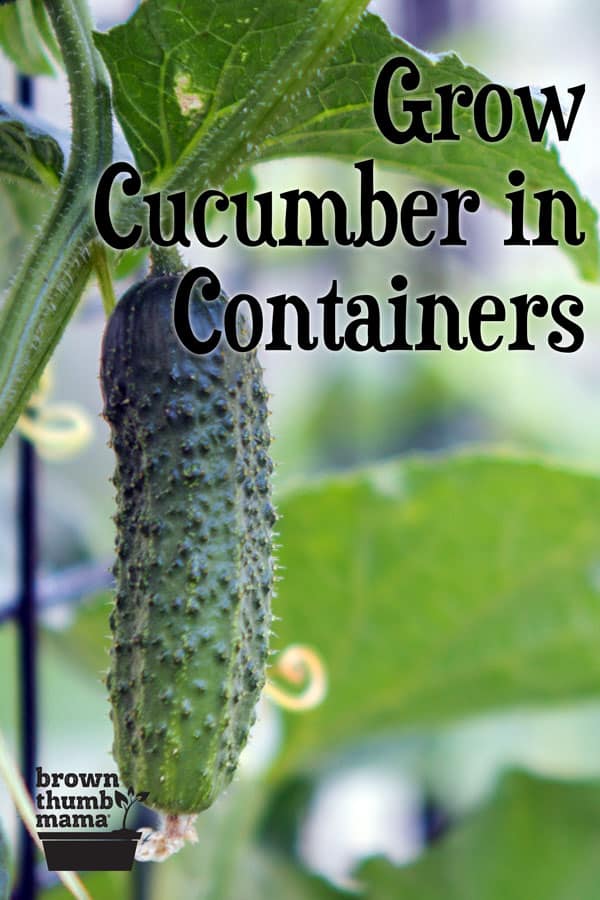 How to Grow Cucumbers in Containers Brown Thumb Mama®