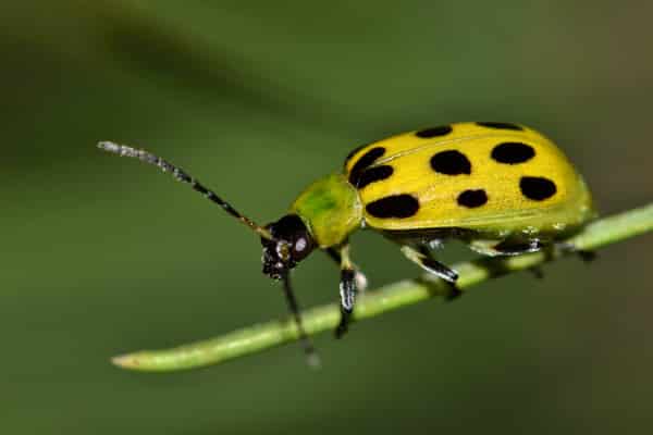 spotted cucumber beetle