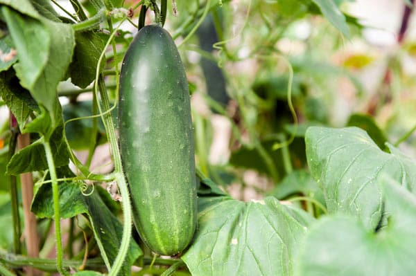 cucumber growing in garden