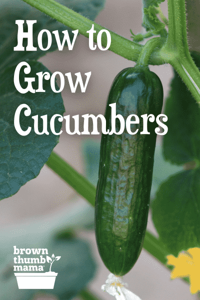 cucumber growing on vine