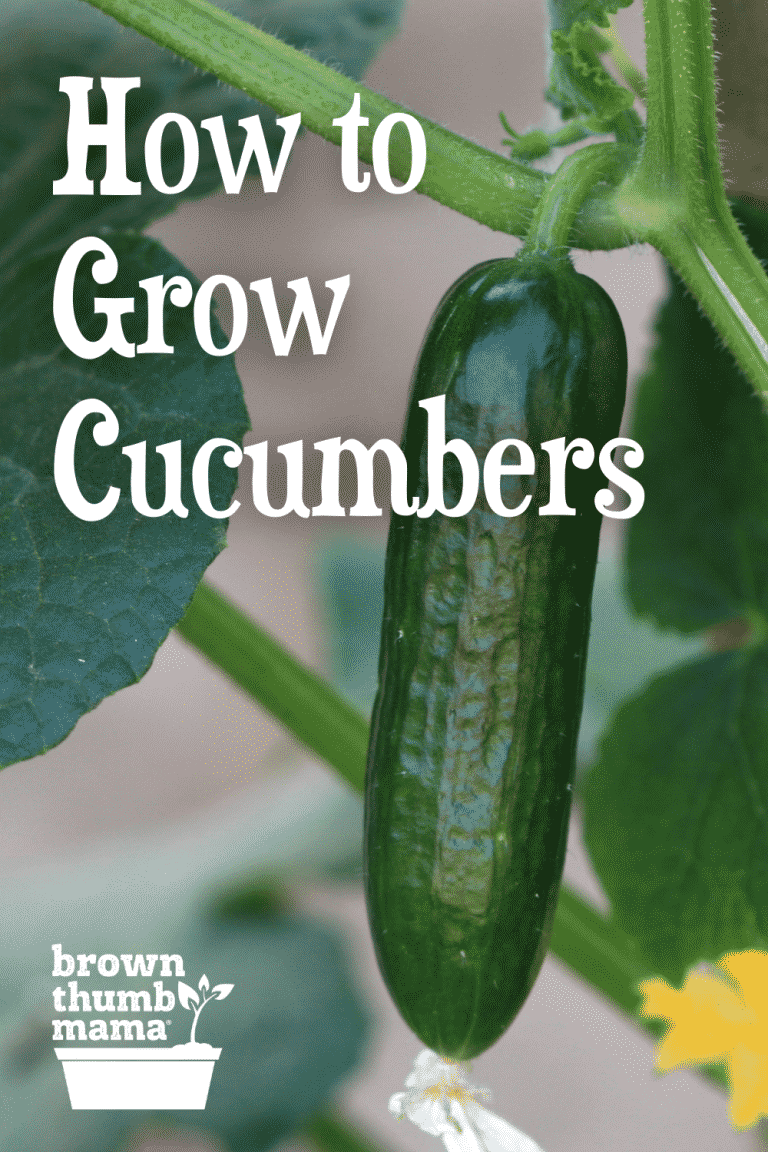 How to Plant & Grow Cucumbers Brown Thumb Mama®