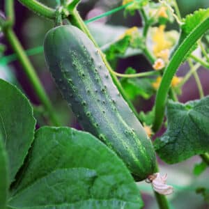 Best Types of Zucchini to Grow in Containers - Brown Thumb Mama®