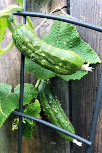 tiny cucumbers on trellis