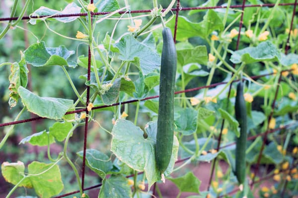 cucumbers growing on trellis