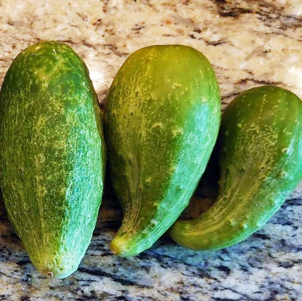 pointy cucumbers on counter