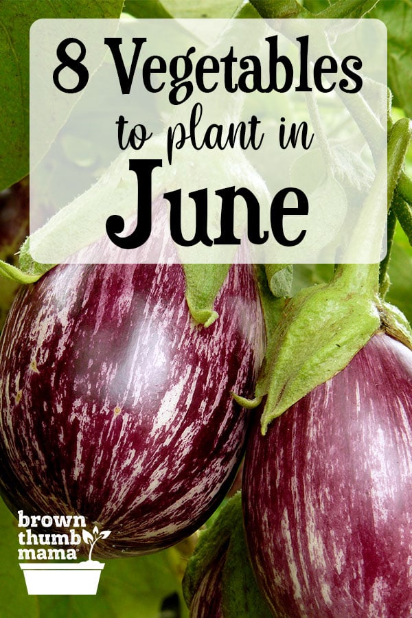 8 Vegetables to Plant in June {Zone 9} Brown Thumb Mama®