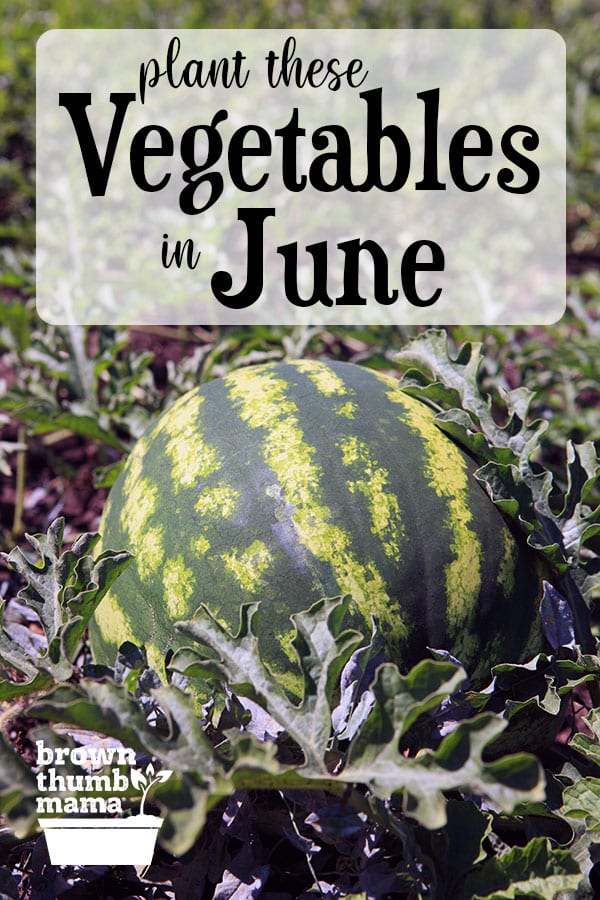 8 Vegetables to Plant in June {Zone 9} - Brown Thumb Mama®