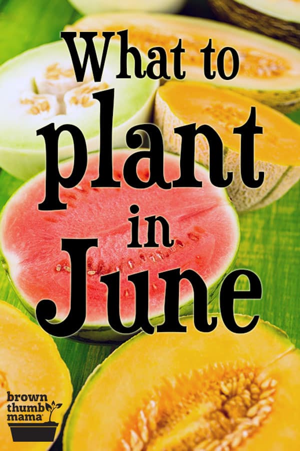 8 Vegetables to Plant in June {Zone 9} Brown Thumb Mama®