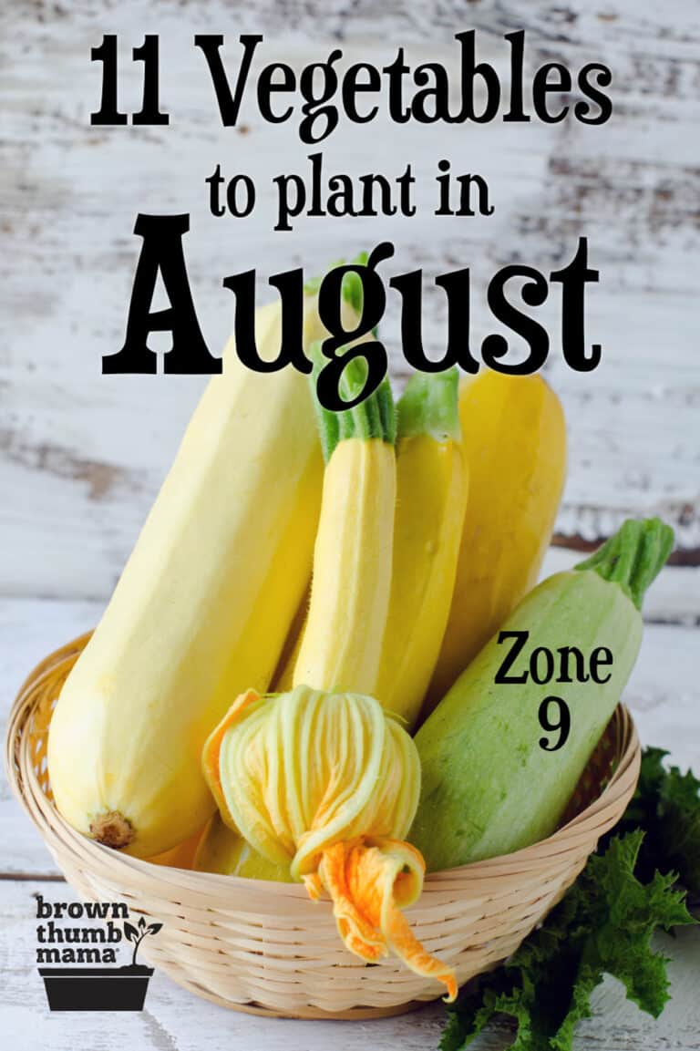 11 Vegetables to Plant in August {Zone 9} Brown Thumb Mama®