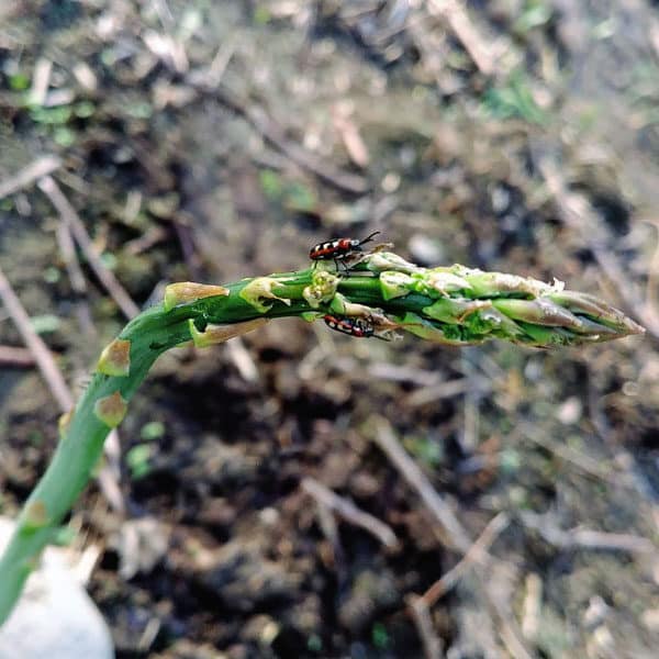 asparagus beetles on plant