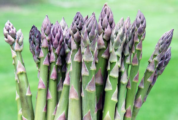 bunch of just picked asparagus