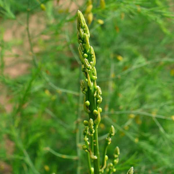 asparagus spear sprouting