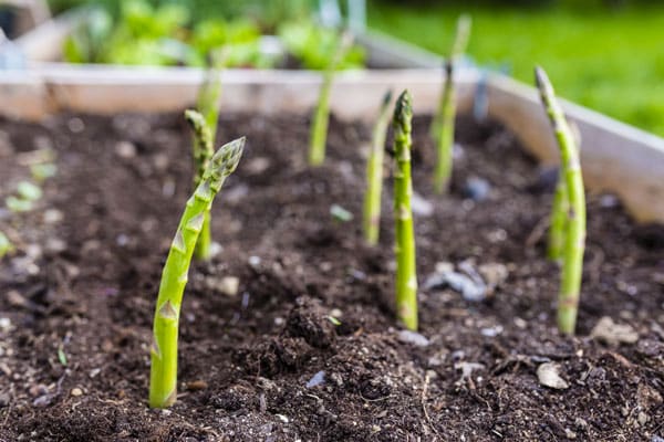 asparagus in raised bed