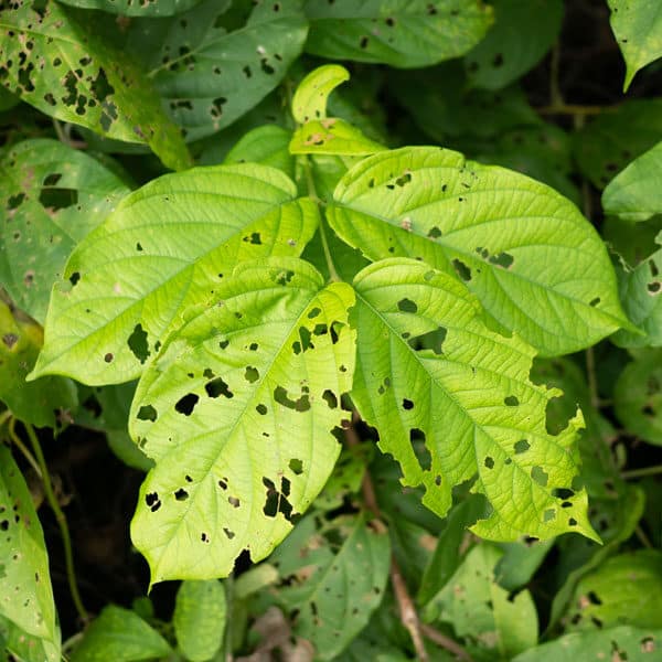 garden leaves eaten by earwigs