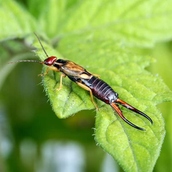 pincher bug on leaf