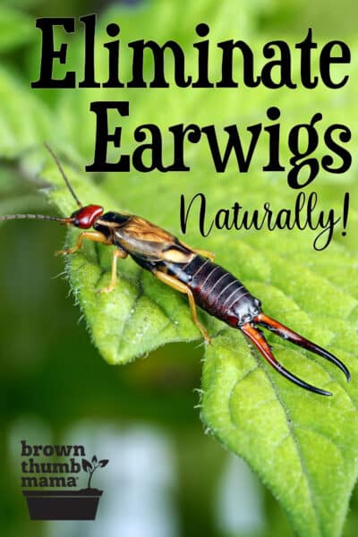 earwig on leaf in garden