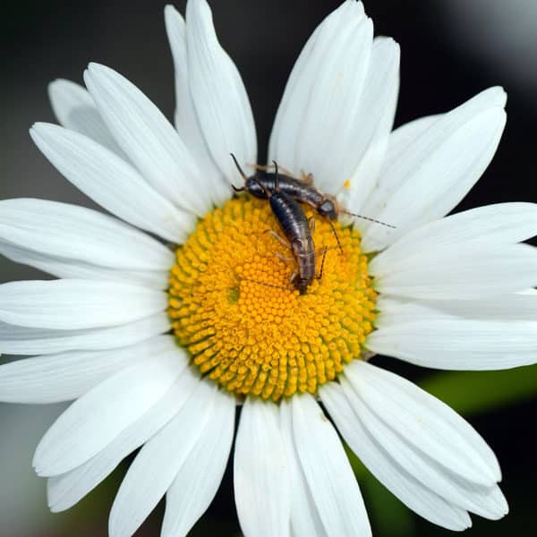 earwigs on daisy