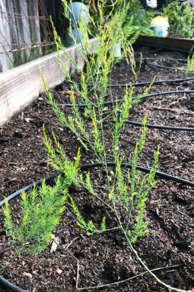 asparagus ferns in garden