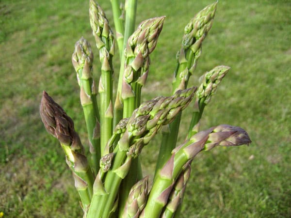 handful of freshly picked asparagus