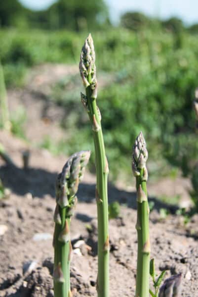 asparagus growing in garden