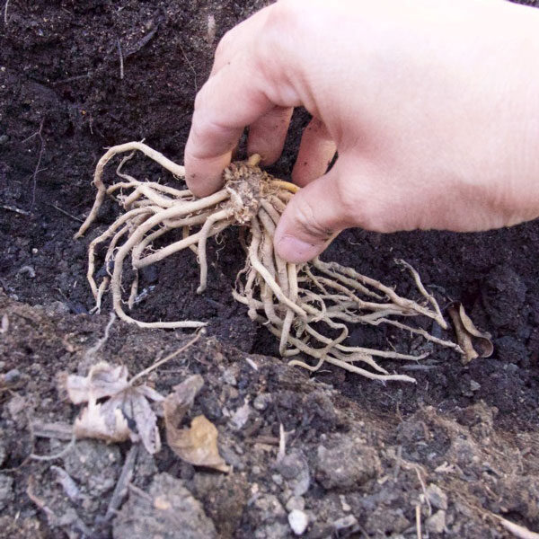 planting asparagus crowns