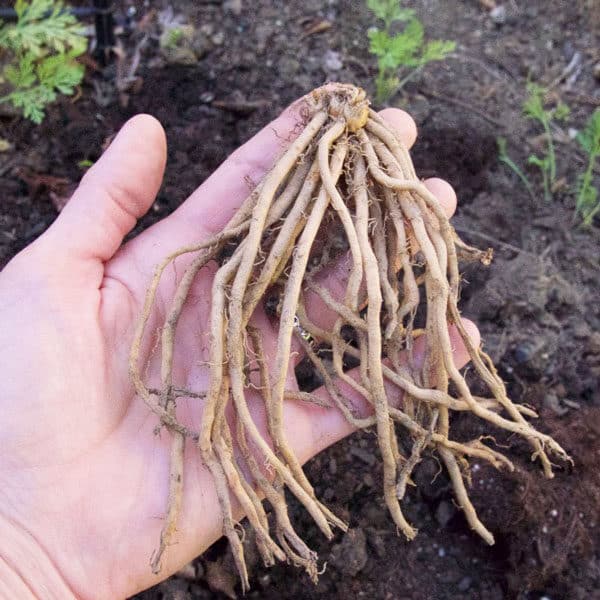 hand holding asparagus crown